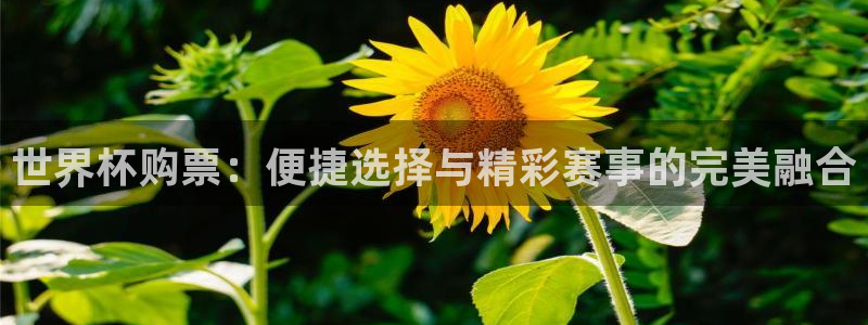 世界杯决赛预测：世界杯购票：便捷选择与精彩赛事的完美融合