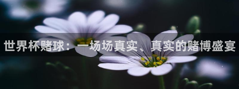 2026世界杯对阵图：世界杯赌球：一场场真实、真实的赌博盛宴